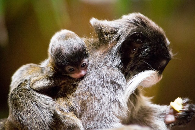 Ikrekkel bővült a császárbajszú tamarin család cikk kiemelő képe