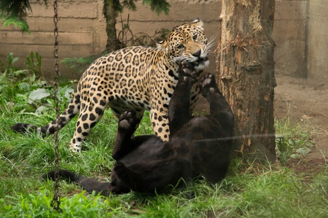 Mindig érdemes az állatok kifutója mellett egy kicsit elidőzni, hiszen különleges vadállatokat kaphatunk lencsevégre. cikk kiemelő képe