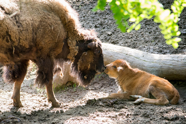 Újabb amerikai bölény született a Nyíregyházi Állatparkban cikk kiemelő képe