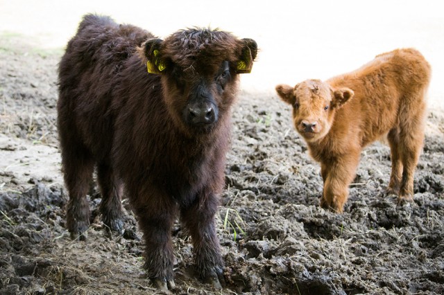 Bővült  Állatparkunk skót felföldi marha állománya cikk kiemelő képe