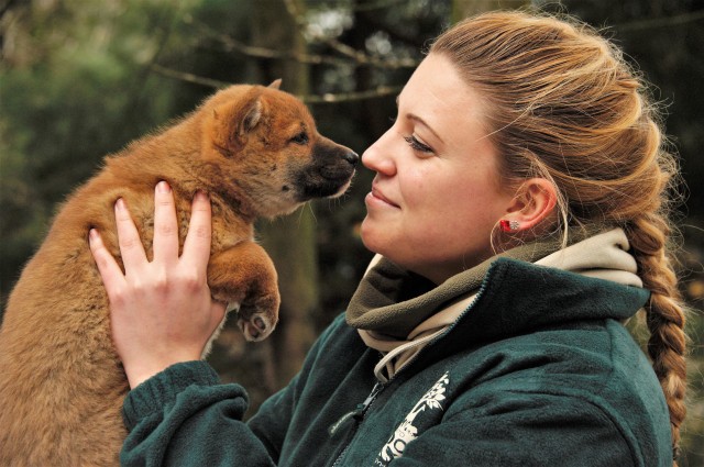 Dingó kölyök született a Nyíregyházi Állatparkban cikk kiemelő képe