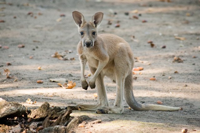 Búcsú az erszénytől cikk kiemelő képe