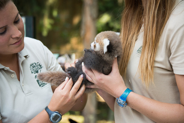 Red panda twins were born again at Sóstó Zoo cikk kiemelő képe