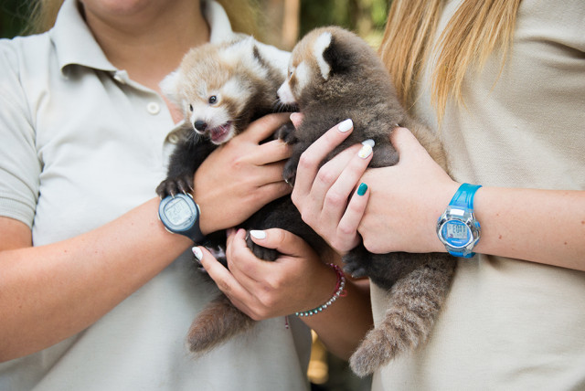Szinte nincsen hét, hogy ne számolnánk be valamelyik állatcsaládunk sikeres szaporulatáról. cikk kiemelő képe
