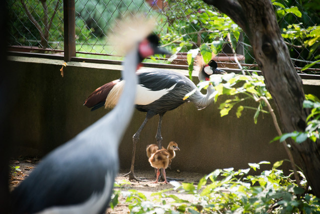 Három fiókával gyarapodott  Állatparkunk  szürkenyakú koronásdaru (Balearica regulorum) családja. cikk kiemelő képe