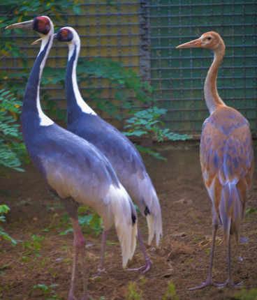 Már szülőnyi nagyságú lett parkunk amuri daru fiókája cikk kiemelő képe