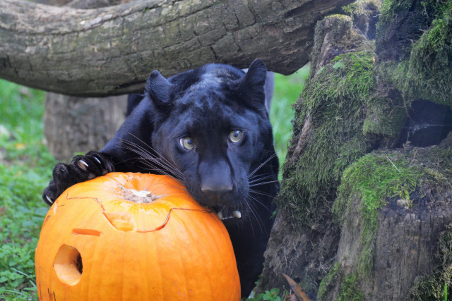 Tökölj nálunk! cikk kiemelő képe