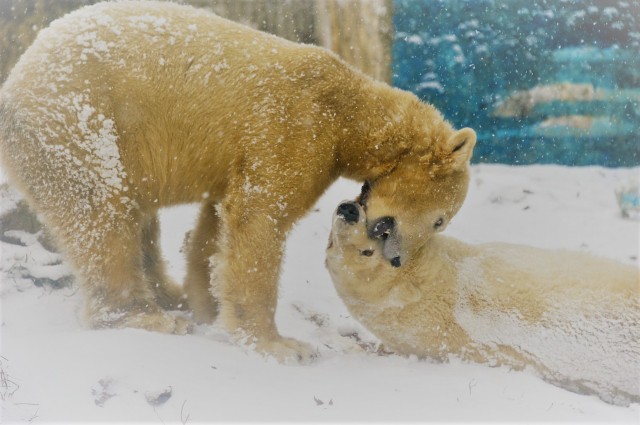 Ma van a Jegesmedvék Nemzetközi Világnapja! cikk kiemelő képe