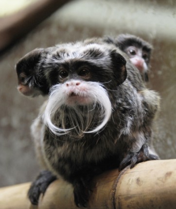 Császárbajszú tamarin ikrek születtek cikk kiemelő képe