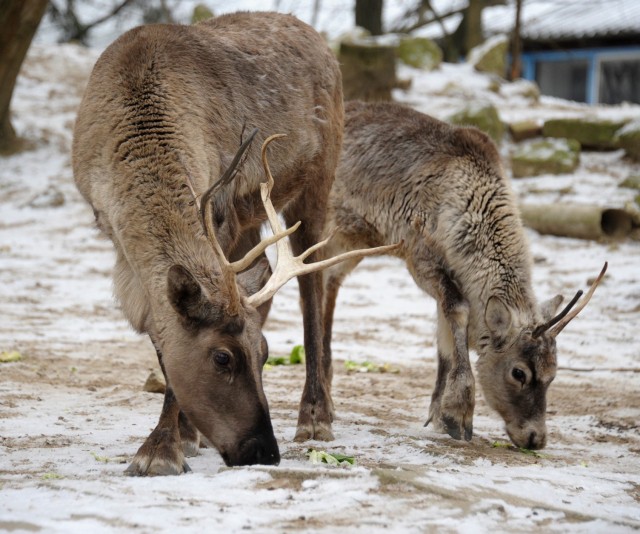 Ismerd meg az Északi-sarkvidék ikonikus patás állatát... cikk kiemelő képe