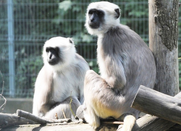 Pár érkezett parkunk hulmán nőstényéhez. cikk kiemelő képe