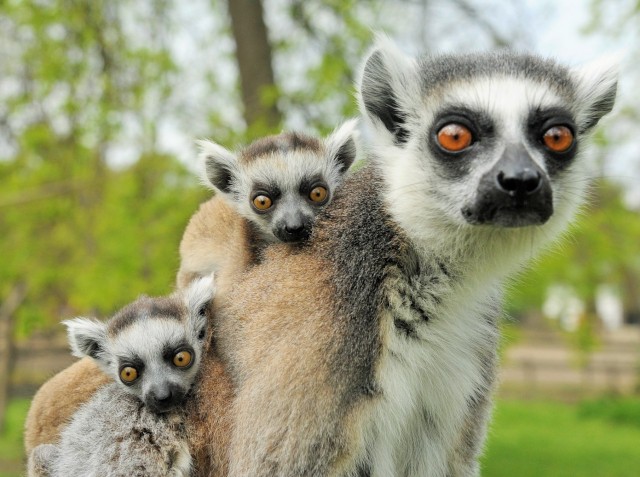 Gyűrűsfarkú maki születtek cikk kiemelő képe