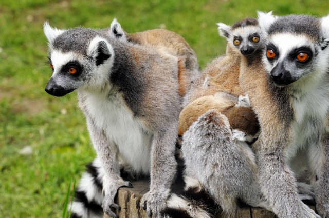 Gyűrűsfarkú maki bébik születtek! cikk kiemelő képe