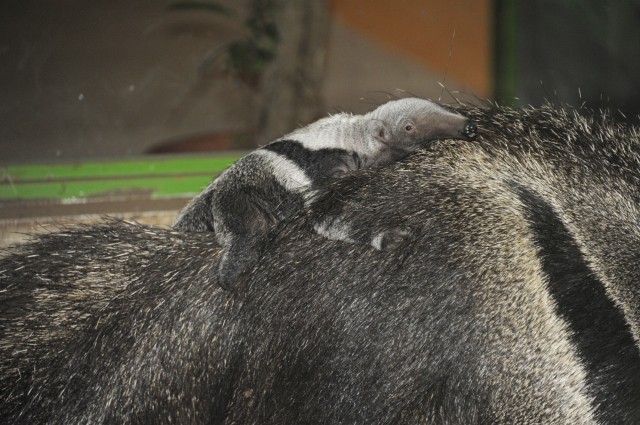Újabb ritka állat született Nyíregyházán  cikk kiemelő képe