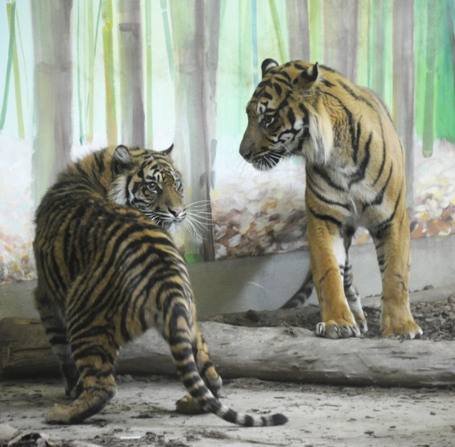 Együtt a szumátrai tigris pár! cikk kiemelő képe