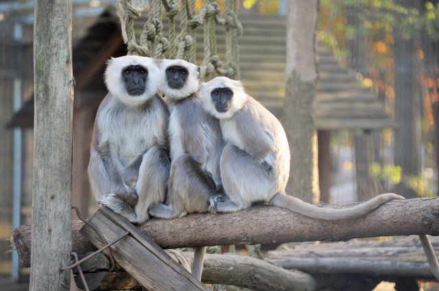 Szent állatok az Állatparkban cikk kiemelő képe