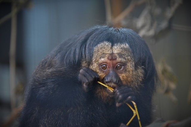 Tiszta apja a sátánmajom gyerek!  cikk kiemelő képe