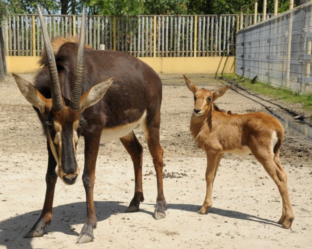 Fekete lóantilop született Állatparkunkban  cikk kiemelő képe