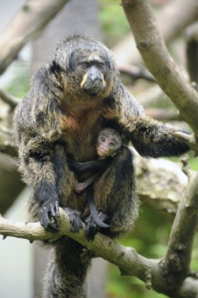 Sátánmajom született  Állatparkunkban cikk kiemelő képe