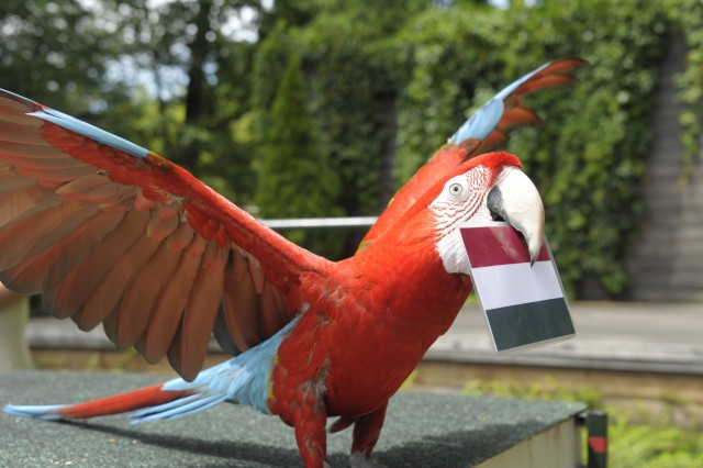 Az EB láz minket is elért :-) cikk kiemelő képe