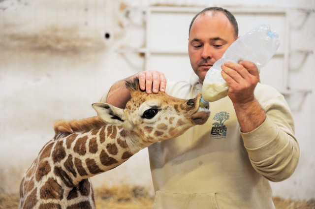 Túl van a kritikus időszakon a kis zsiráf!  cikk kiemelő képe