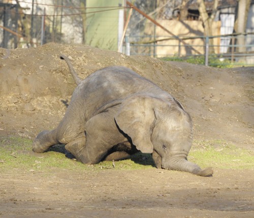 Ritka pillanatot sikerült lencsevégre kapni: Kito, a kis elefánt ormányra esett. cikk kiemelő képe
