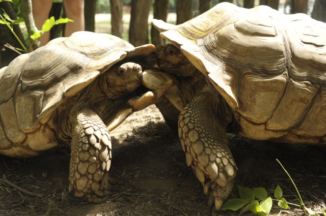 Egymással viaskodnak a sarkantyús teknős hímek cikk kiemelő képe