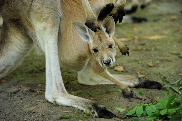 Már láthatók az országban csak itt élő vörös óriáskenguru bébik cikk kiemelő képe