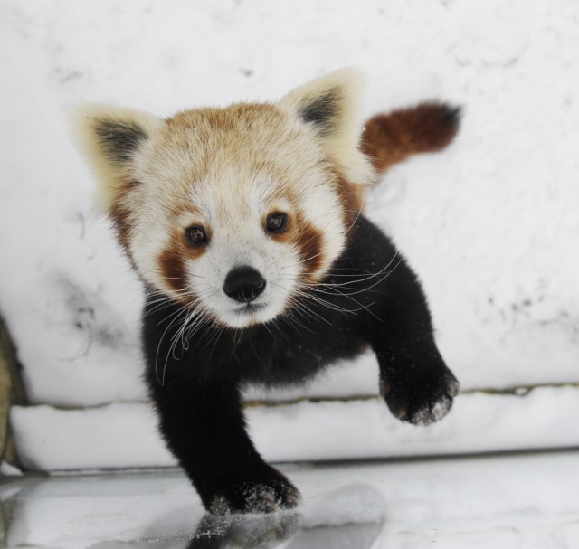 Élvezi a telet a panda pár:-) ! cikk kiemelő képe