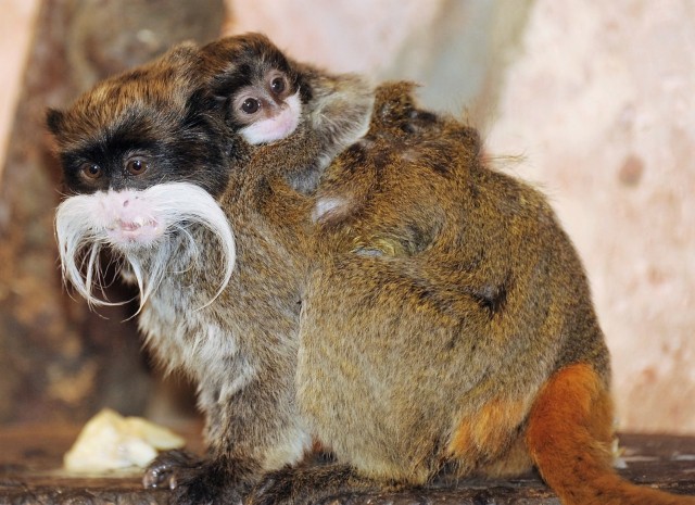 Császárbajszú tamarin ikrek születtek cikk kiemelő képe