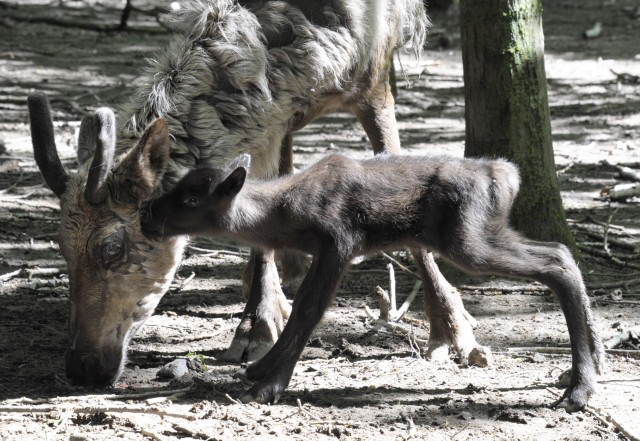 Szépen gyarapodik állatparkunk rénszarvas állománya, hiszen 3 nap alatt 3 apróság látott napvilágot.   cikk kiemelő képe