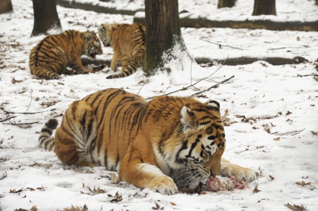 Látványosan ettek a csíkos nagymacskák cikk kiemelő képe