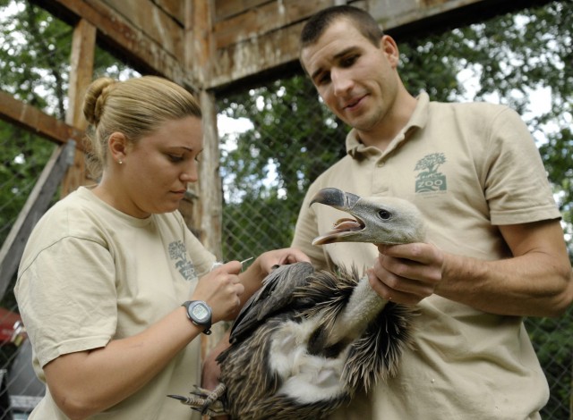 Mától látható az idén született karvalykeselyű fióka  cikk kiemelő képe