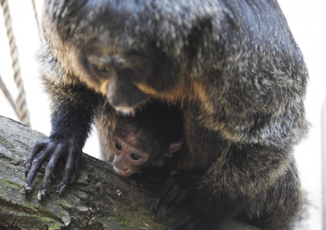 Sátánmajom született a Nyíregyházi Állatparkban cikk kiemelő képe