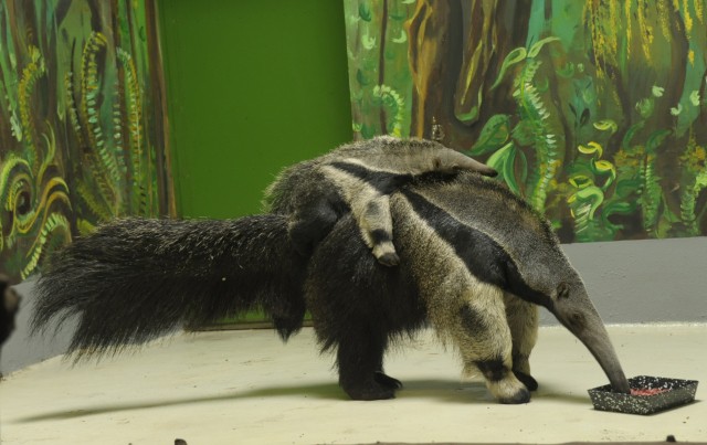 3 hónapos lett a sörényes hangyász bébi! cikk kiemelő képe