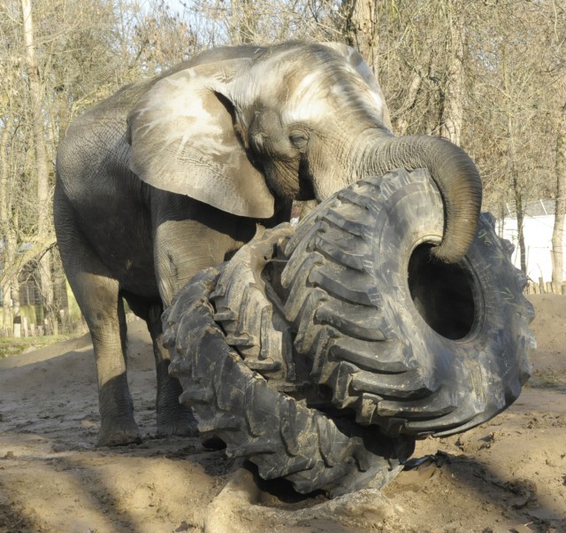 600 kilogrammos játékot kapott Jack, Állatparkunk 6 tonnás afrikai elefánt tenyészbikája.  cikk kiemelő képe