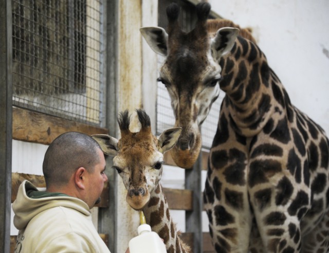 2.5 hónap alatt 50cm-t nőtt a zsiráflány! cikk kiemelő képe