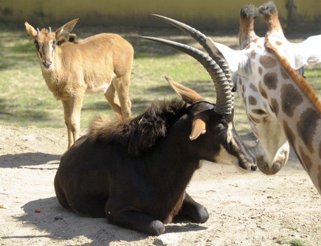 Már a látogatók is megtekinthetik  a Tarzan ösvénye  legifjabb lakóit  cikk kiemelő képe