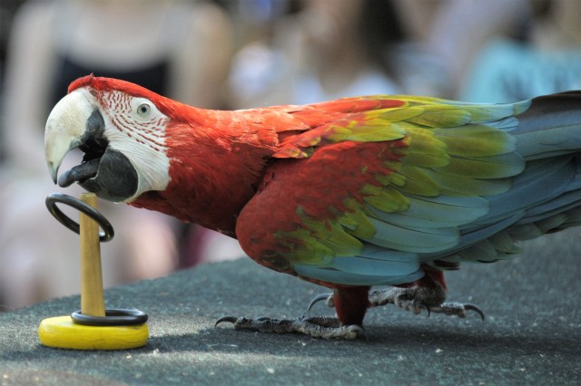 Újabb szereplőkkel gazdagodott a Nyíregyházi Állatpark papagáj bemutatója cikk kiemelő képe