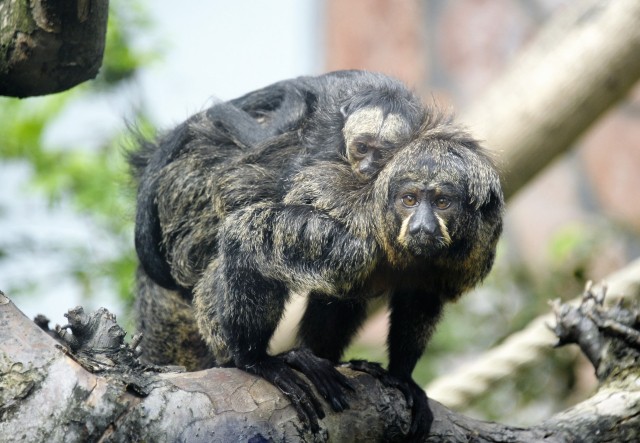 Fény derült a legifjabb  sátánmajom utód ivarára cikk kiemelő képe