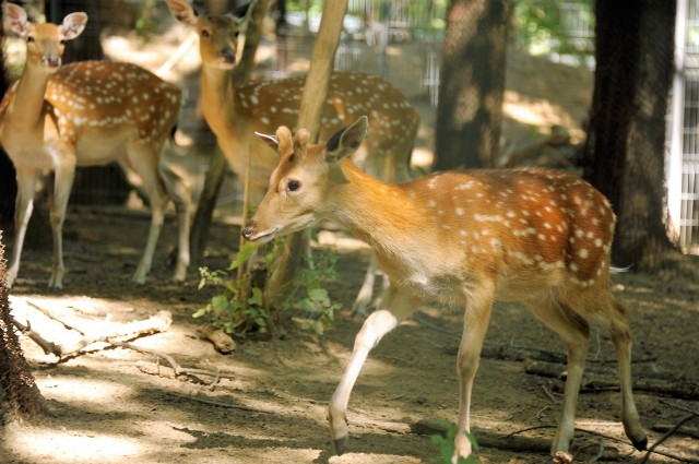 Velük már a természetben nem találkozhatsz cikk kiemelő képe