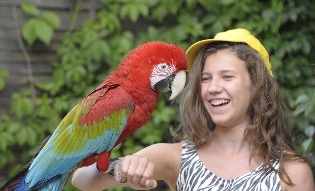 Már hagyománnyá vált, hogy a tanév végén megnyitja kapuit Állatparkunk nyári tábora, a  Zoo Suli.  cikk kiemelő képe