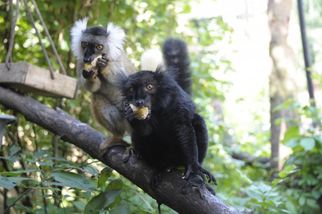 Újabb maki fajjal gazdagodott a Nyíregyházi Állatpark állománya cikk kiemelő képe