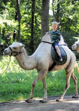 Próbáld ki a sivatag hajóját cikk kiemelő képe