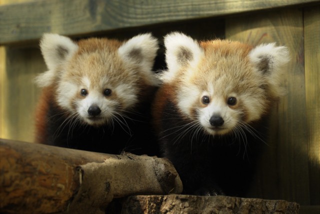 Nevet kaptak a kis panda ikrek cikk kiemelő képe