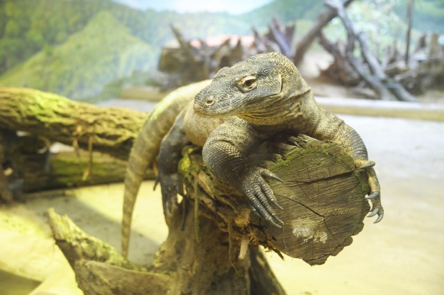 Új kezdet a Zöld piramis komodó bemutatójában cikk kiemelő képe