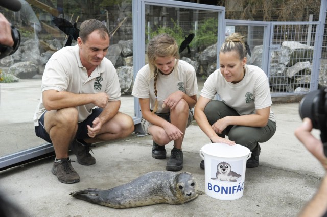 Nevet kapott a kis fóka! cikk kiemelő képe