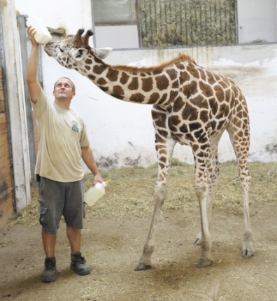10 hónapos lett Állatparkunk zsiráfborja, Kamilla!   cikk kiemelő képe