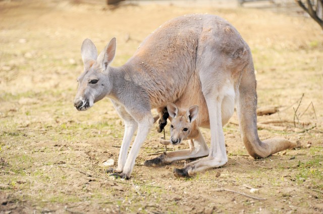 Vörös óriáskenguruéknál is kopogtatott a gólya cikk kiemelő képe
