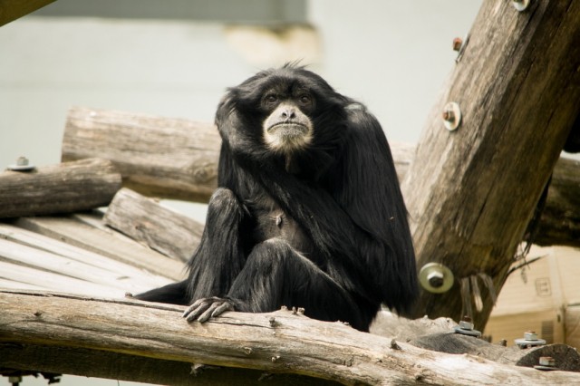 Nyíregyházán él Európa legidősebb sziamangja!  cikk kiemelő képe